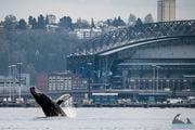 In this photo provided by the Soundwatch Boater Education Program, a young humpback whale breaches as one of Seattle's stadiums is in the background on Nov. 30, 2023. (Jeff Hogan/Soundwatch Boater Education Program via AP)