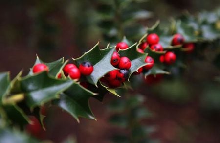 It looks festive, but this invasive tree is infesting NW forests