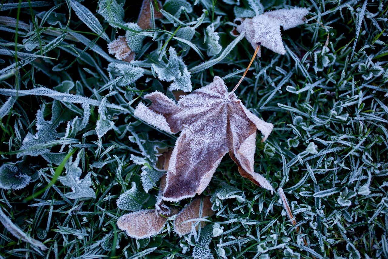 Frost clings to blades of grass and dried leaves