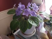 African violet is a popular indoor houseplant that can be given as a holiday gift.